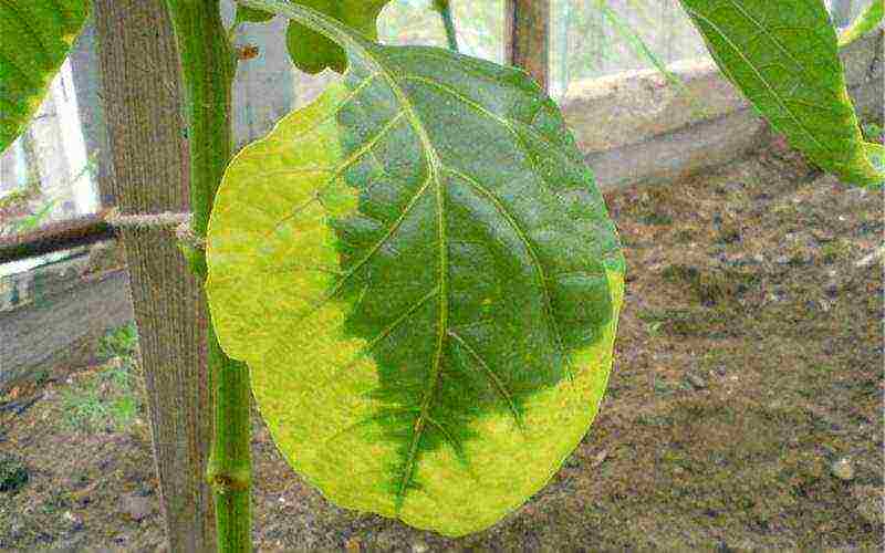 how to properly grow bell peppers outdoors