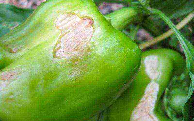 how to properly grow bell peppers outdoors