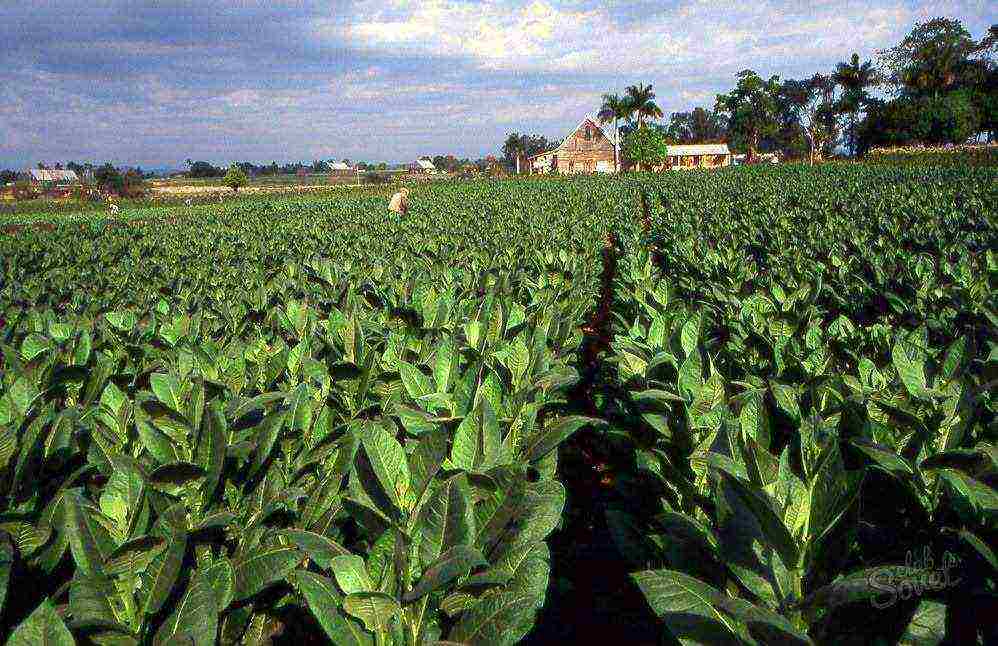 how to grow tobacco correctly in central Russia