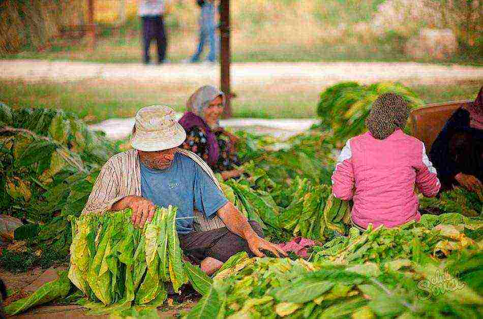 how to grow tobacco correctly in central Russia