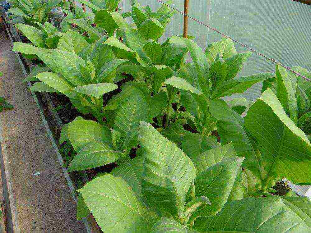 how to grow tobacco correctly in central Russia