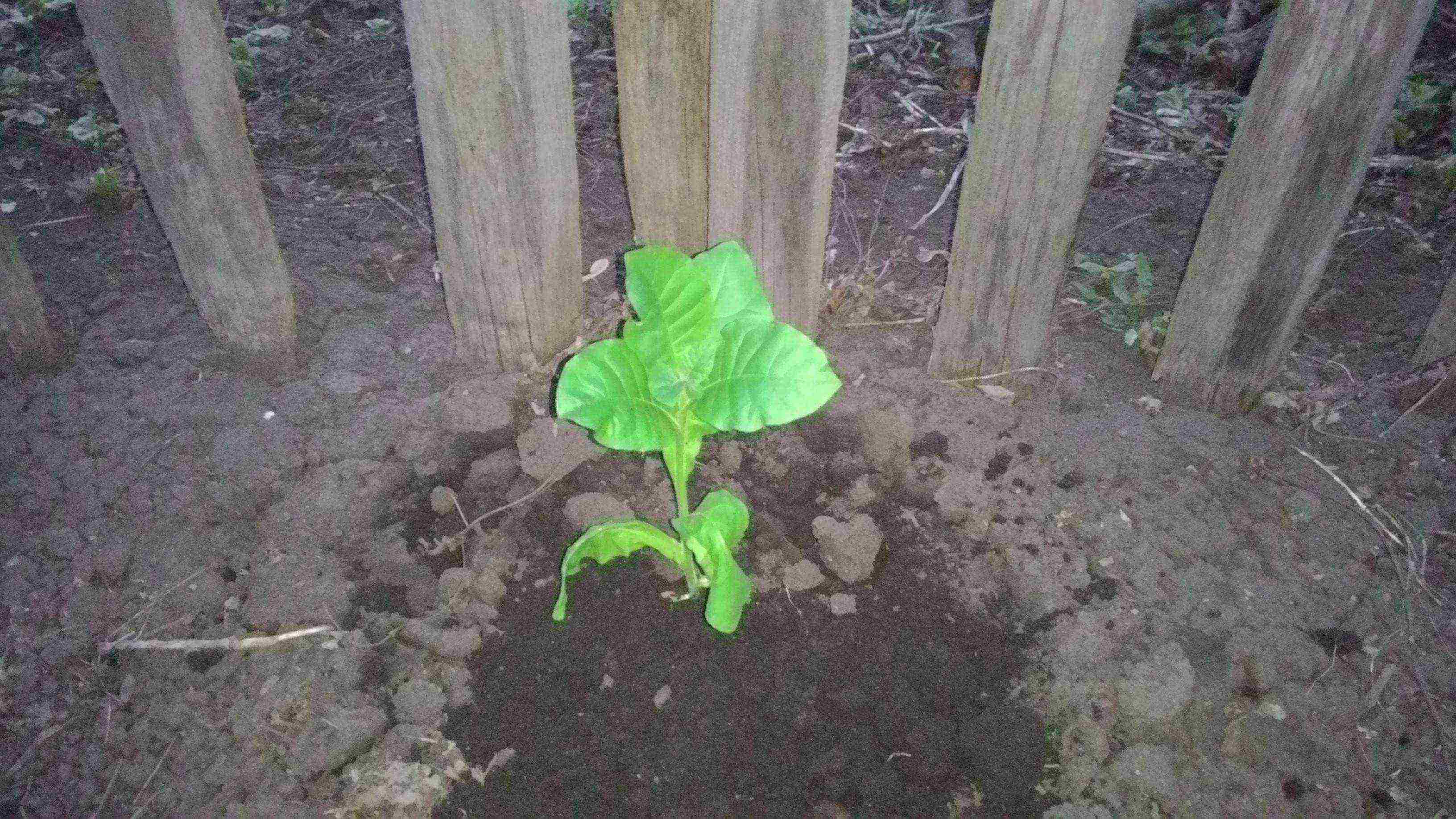 how to grow tobacco correctly in central Russia