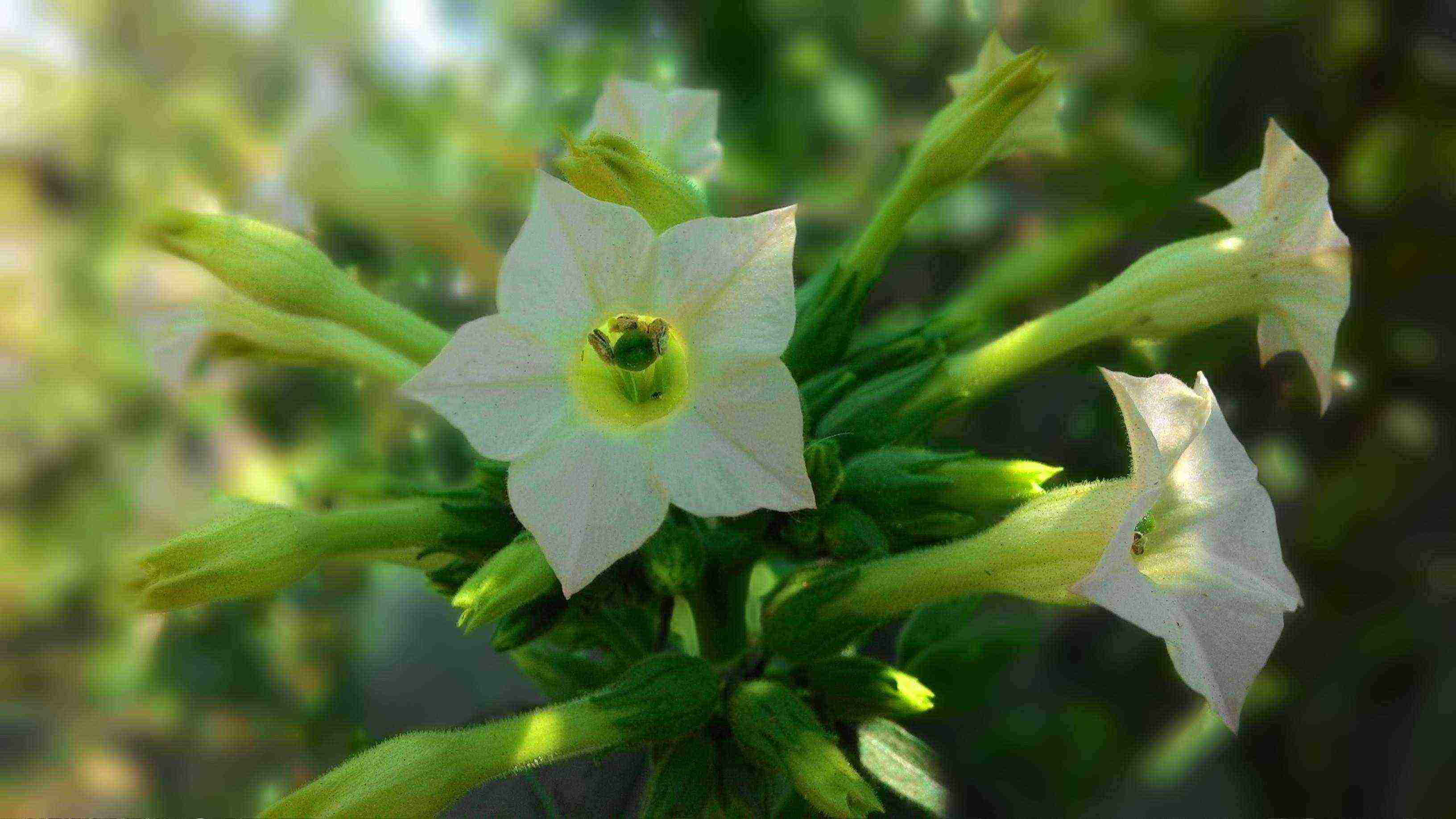 how to grow tobacco correctly in central Russia