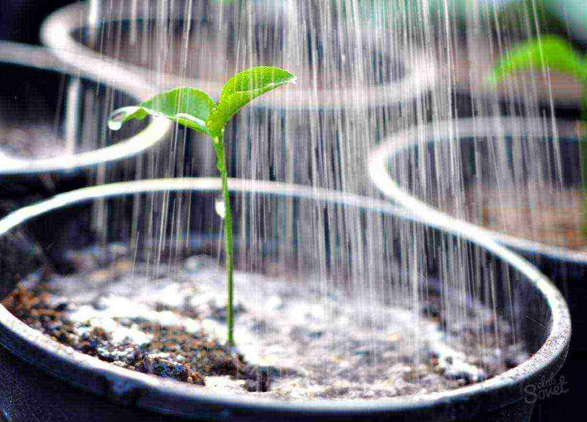 how to grow tobacco correctly in central Russia