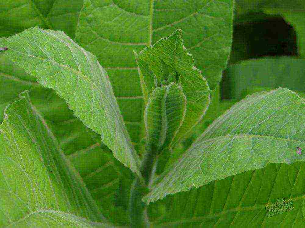 how to grow tobacco correctly in central Russia