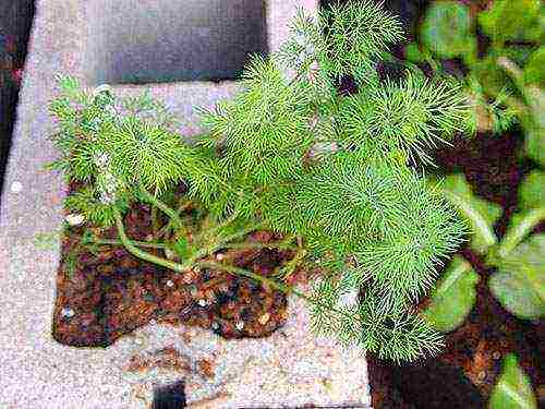 how to properly grow dill at home