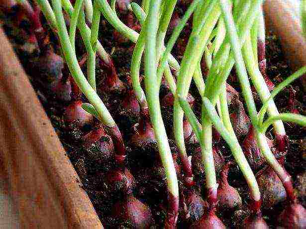 kung paano maayos na mapalago ang mga berdeng sibuyas sa bahay