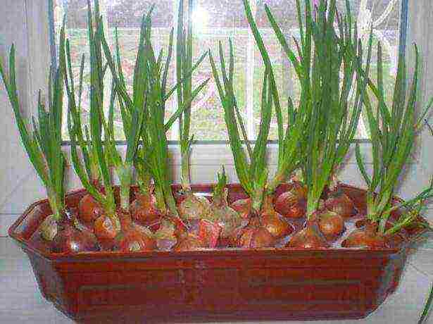 how to properly grow green onions at home