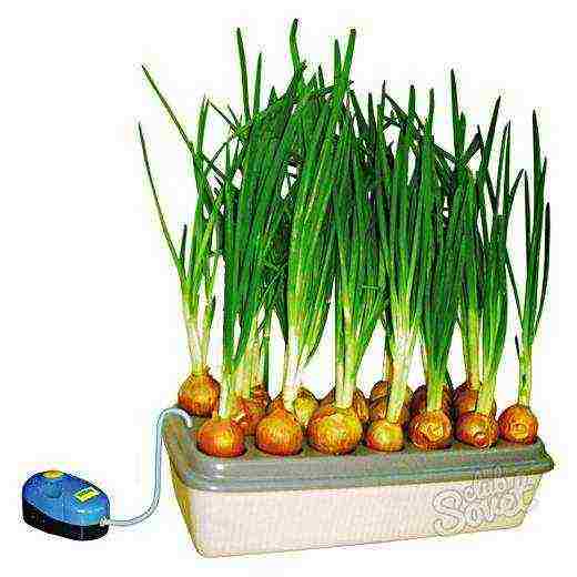 how to properly grow green onions at home