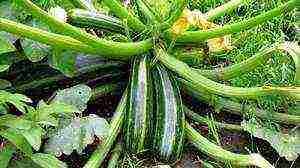 kung paano tumubo ang mga binhi ng zucchini bago itanim sa bukas na lupa