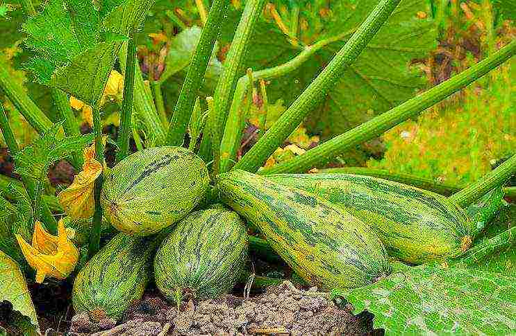 kung paano tumubo ang mga binhi ng zucchini bago itanim sa bukas na lupa