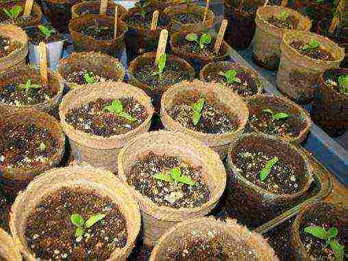 how to germinate zucchini seeds before planting in open ground