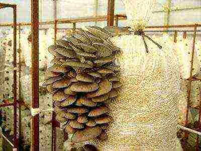 how to grow oyster mushrooms yourself at home