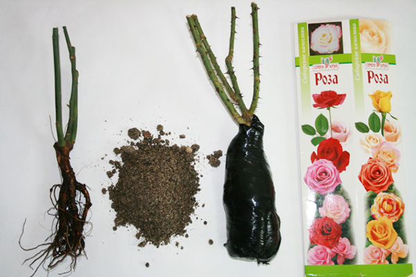 how to keep a rose with an open root system before planting