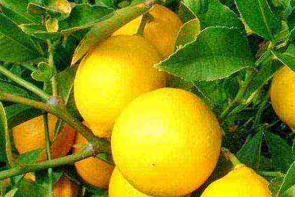 how to care and grow lemon at home