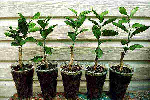 how to care and grow lemon at home