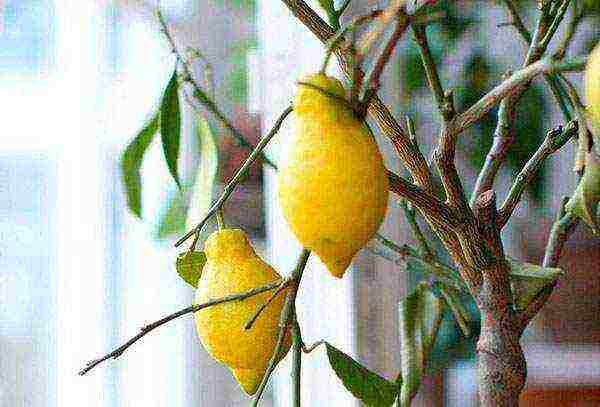 how to care and grow lemon at home