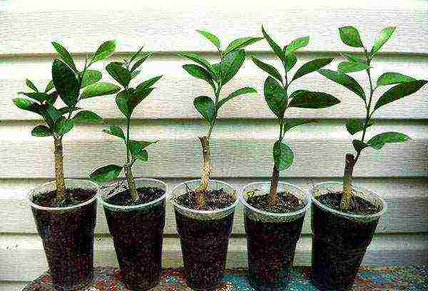 how to care and grow lemon at home