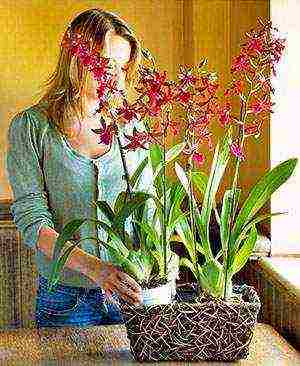 how to care and grow orchids at home