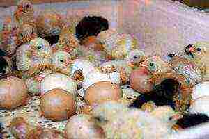 how to raise chickens at home in an incubator