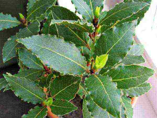 how to grow a laurel tree at home