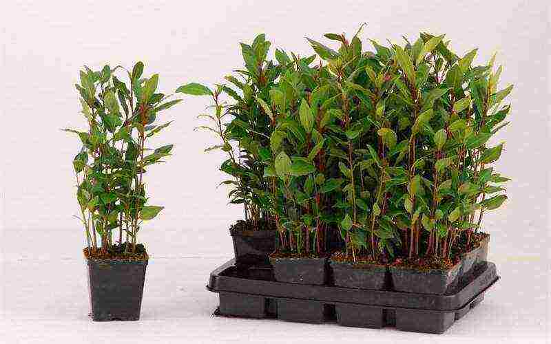 how to grow a laurel tree at home