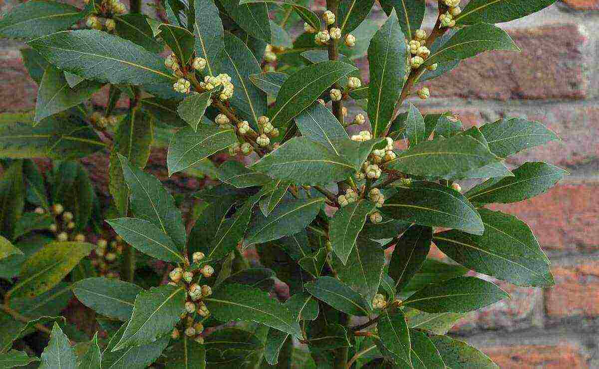 how to grow a laurel tree at home