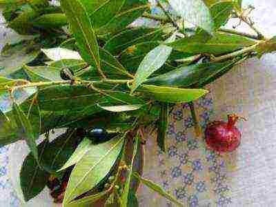 how to grow a laurel tree at home