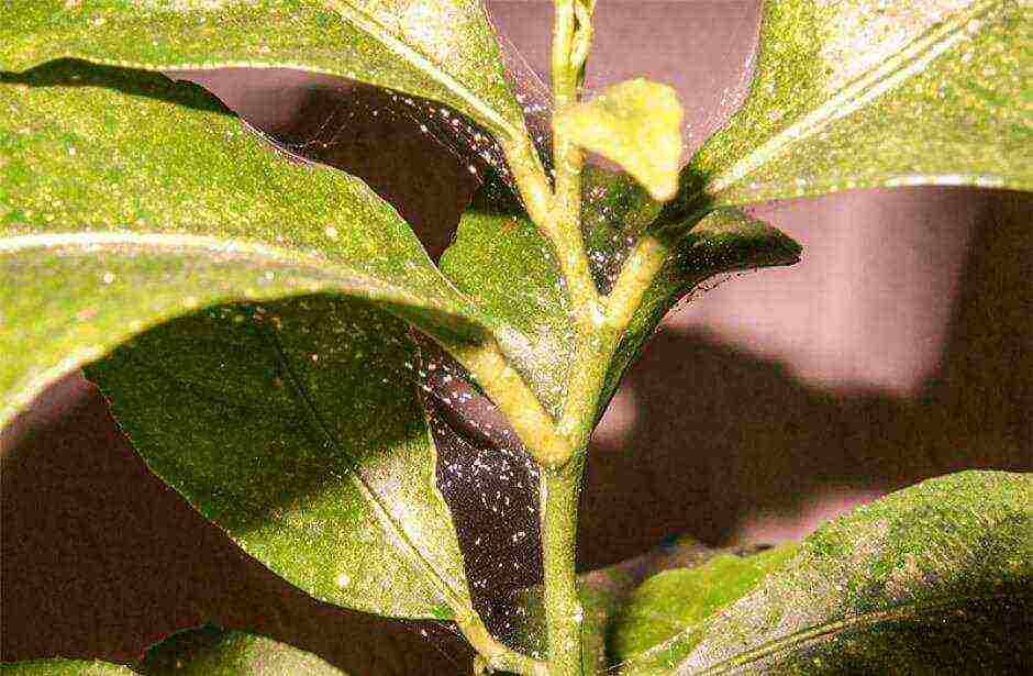 how to grow a laurel tree at home