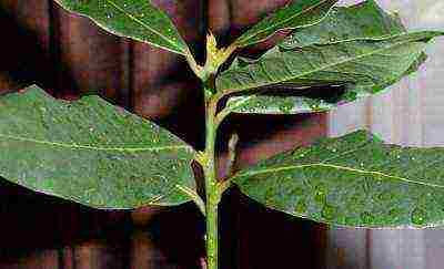 how to grow a laurel tree at home