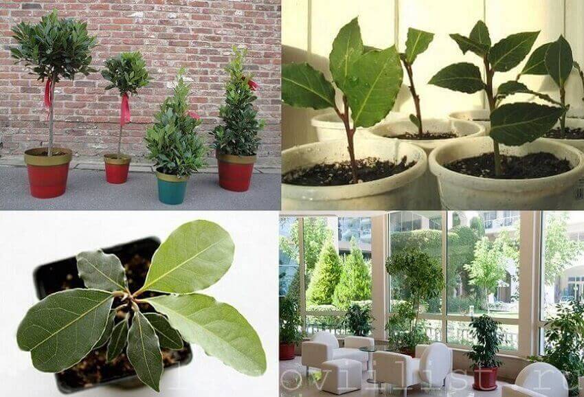 how to grow a laurel tree at home