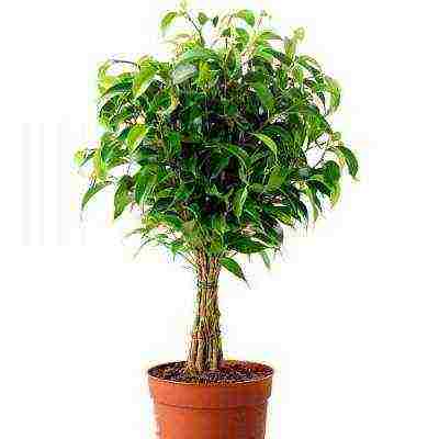 how to grow a laurel tree at home