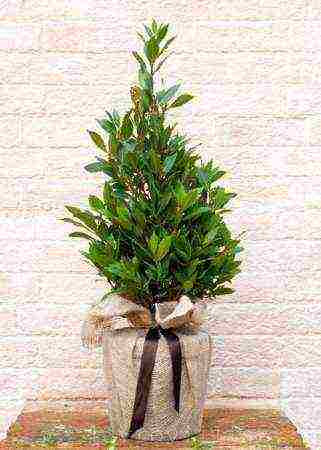 how to grow a laurel tree at home