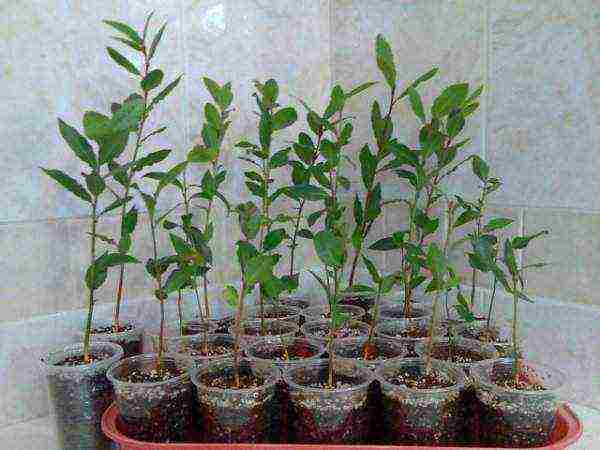 how to grow a laurel tree at home