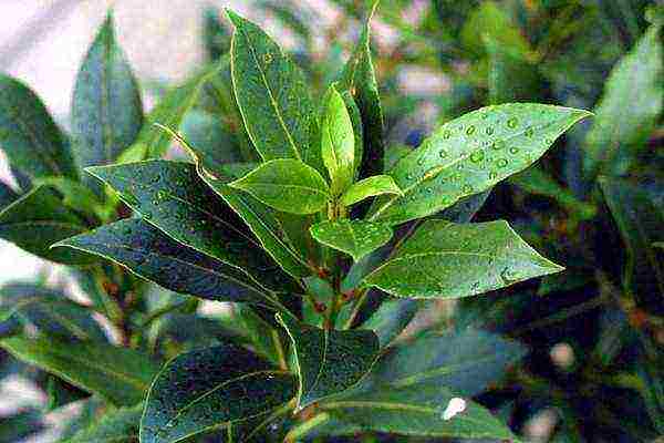 how to grow a laurel tree at home