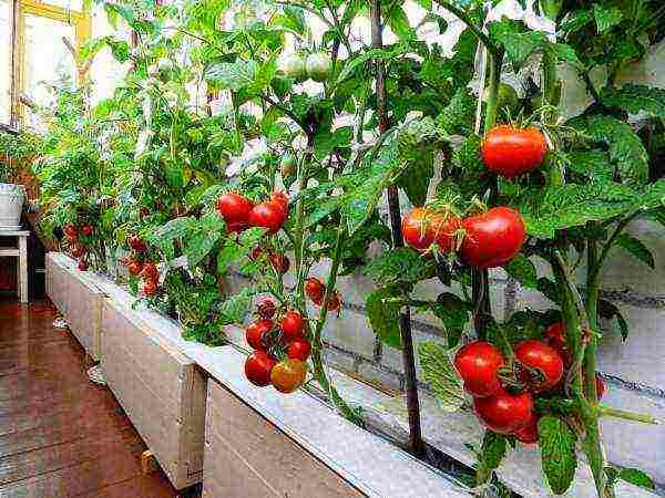 kung paano palaguin ang mga kamatis na cherry sa bahay