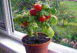 how to grow cherry tomatoes at home