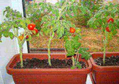 kung paano palaguin ang mga kamatis na cherry sa bahay