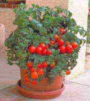 how to grow cherry tomatoes at home