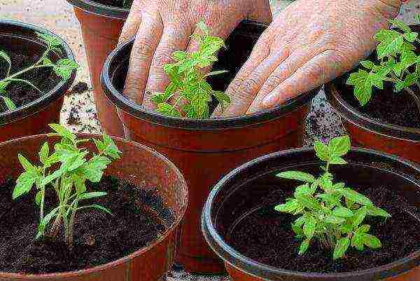 how to grow cherry tomatoes at home