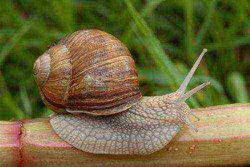 how to grow grape snails at home in