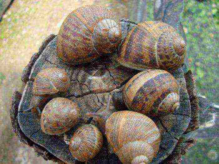 how to grow grape snails at home in