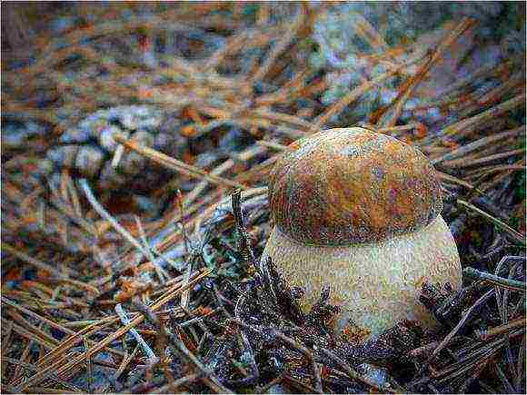 how to grow porcini mushrooms in the basement at home