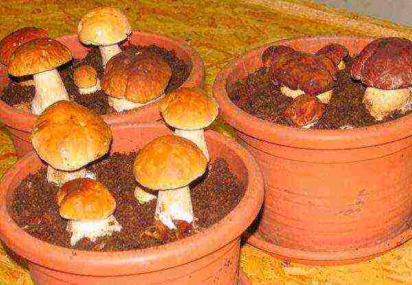 how to grow porcini mushrooms in the basement at home