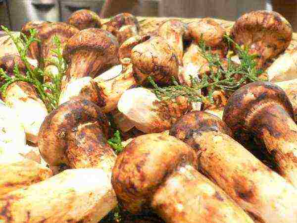 how to grow porcini mushrooms in the basement at home