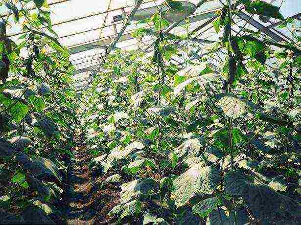 how to grow cucumbers in a greenhouse in the winter at home