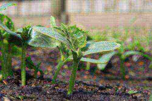 how to grow cucumbers in a greenhouse in the winter at home