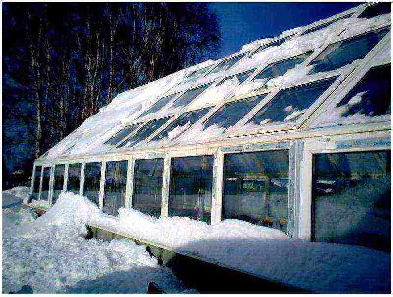 how to grow cucumbers in a greenhouse in the winter at home