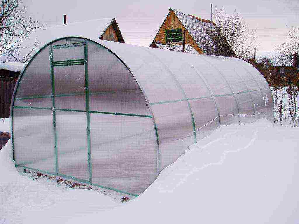 how to grow cucumbers in a greenhouse in the winter at home