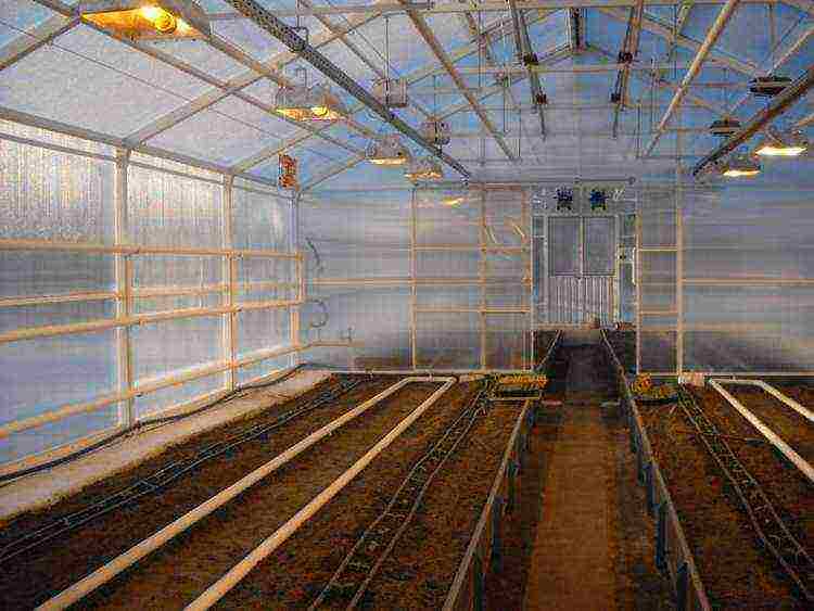 how to grow cucumbers in a greenhouse in the winter at home